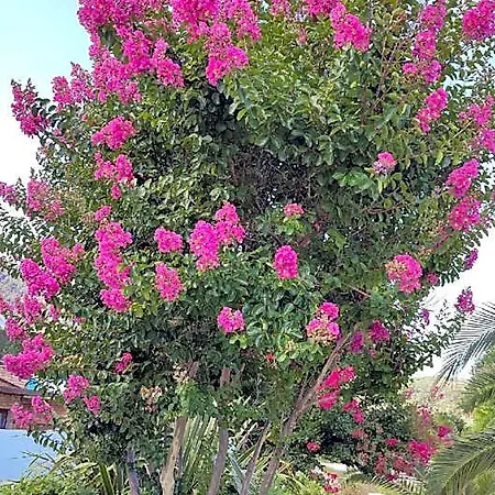 Luxury Alexandra In Skala Potamias Hotel 4*